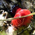 Rote Anemone