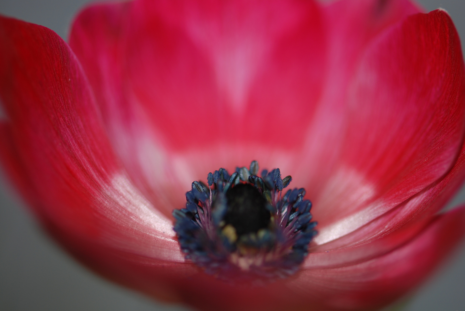 Rote Anemone Nr. 1