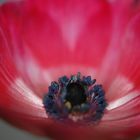 Rote Anemone Nr. 1