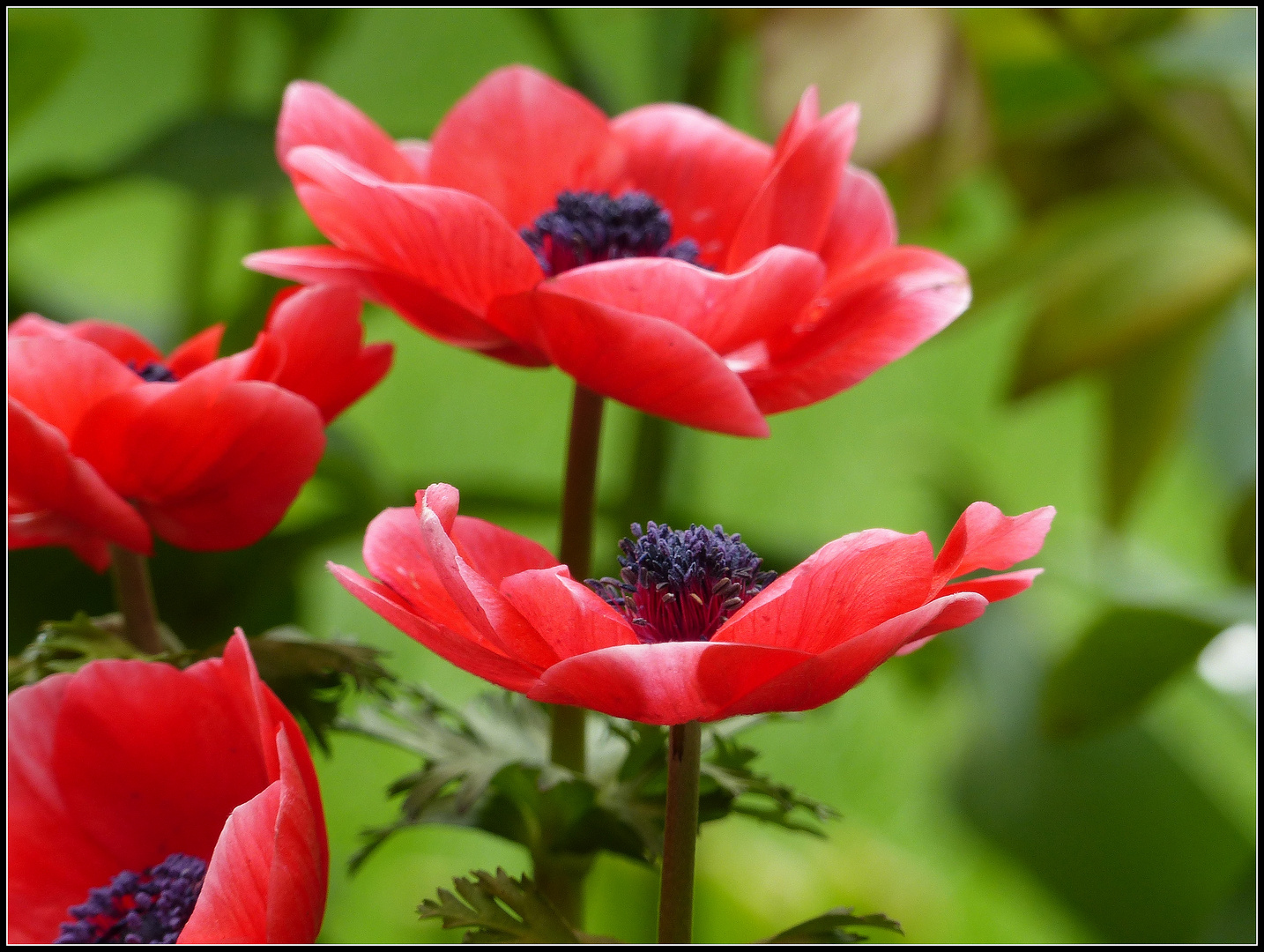 Rote Anemonen Foto & Bild pflanzen, pilze & flechten, blüten