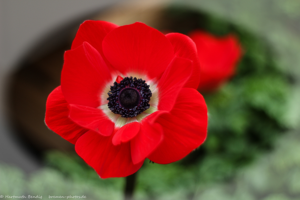 rote Anemonenblüte