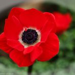 rote Anemonenblüte