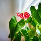 Rote Anthurium