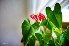 Rote Anthurium