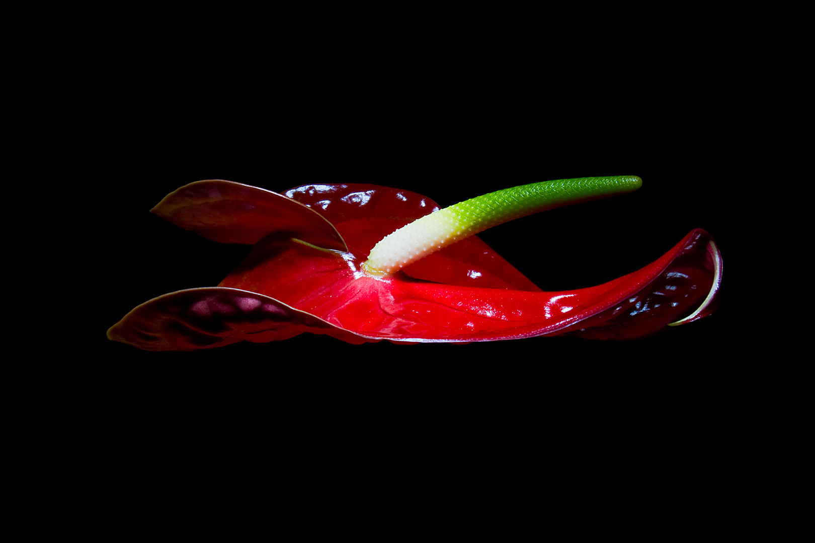 Rote Anthurium