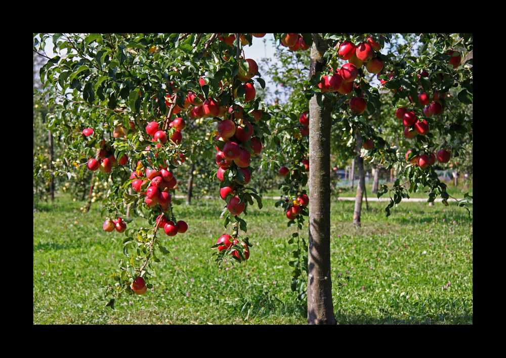 Rote Apfelbäckchen