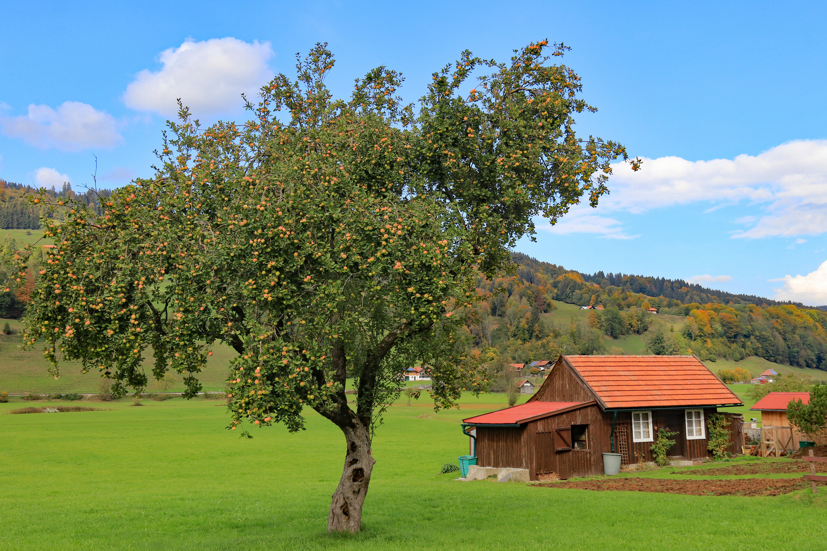 Rote Apfelbäckchen...