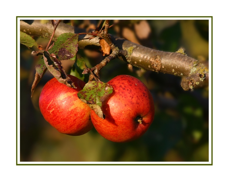 Rote Apfelbäckchen .-)