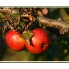 Rote Apfelbäckchen .-)