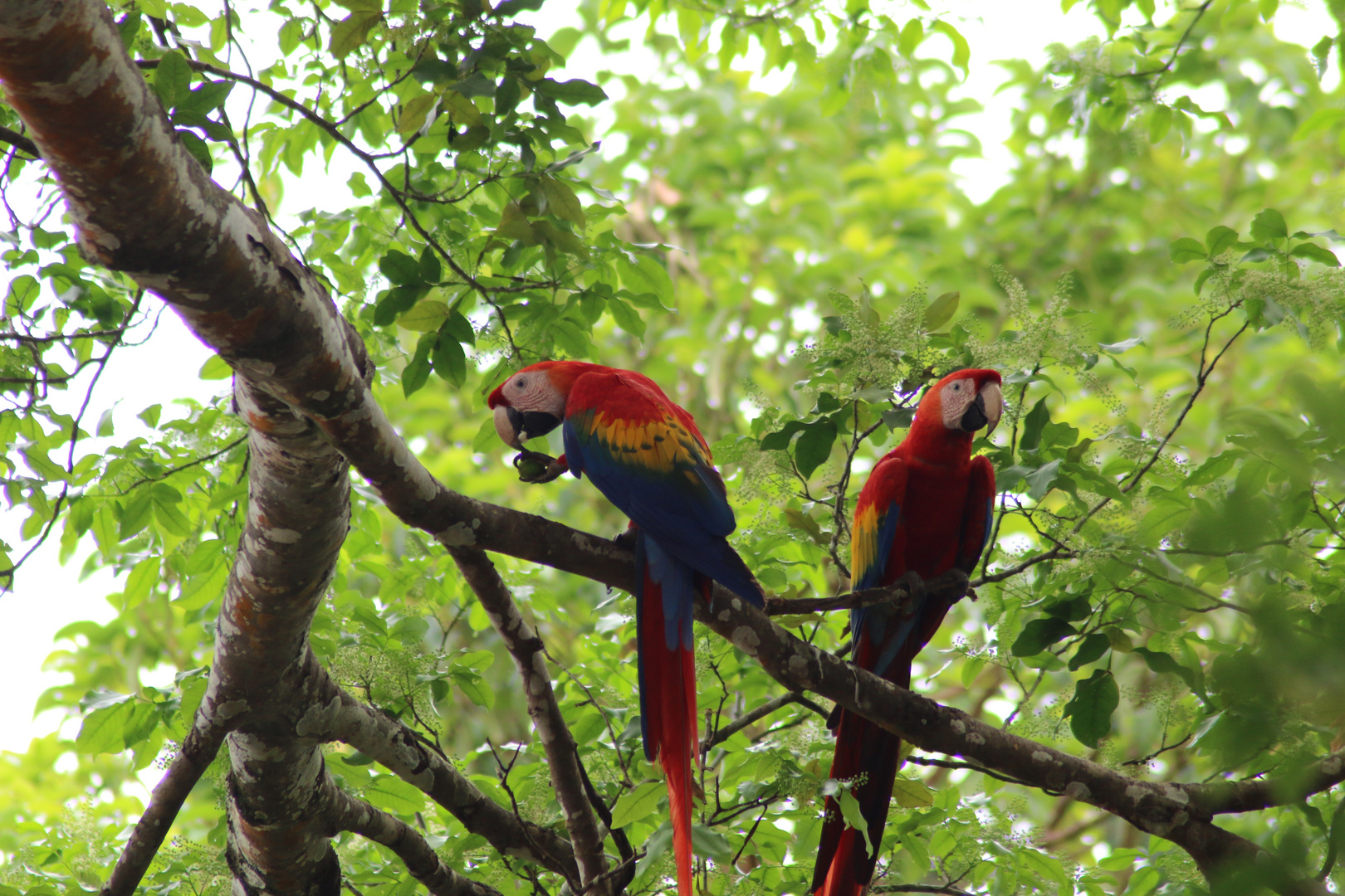 Rote Aras in Costa Rica