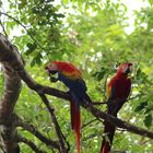 Rote Aras in Costa Rica