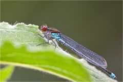 Rote Augen