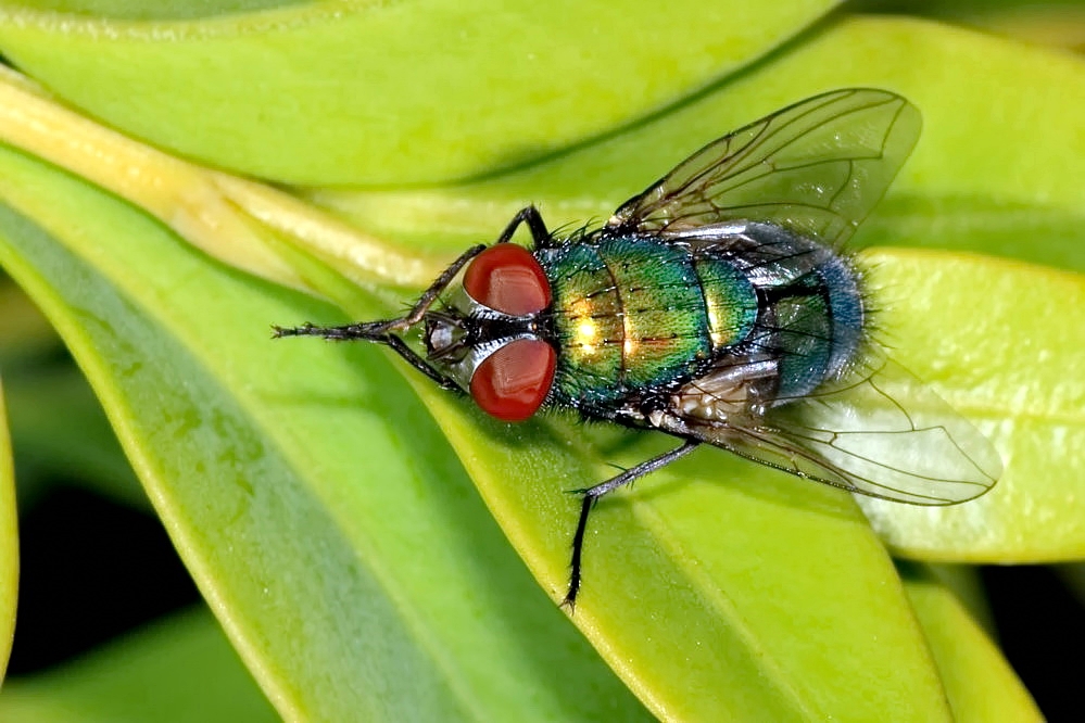 rote Augen