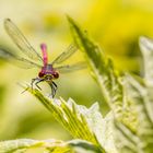 RoTe AuGEN