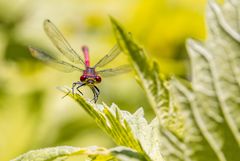 RoTe AuGEN