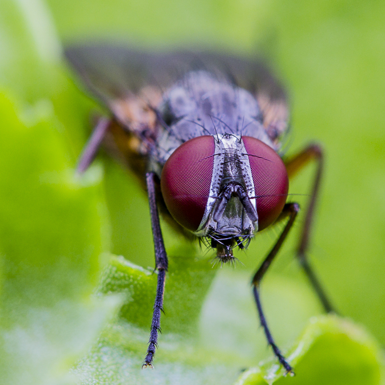 Rote Augen