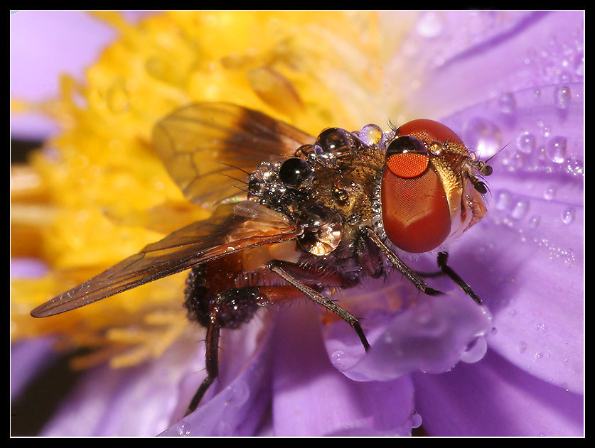 Rote Augen