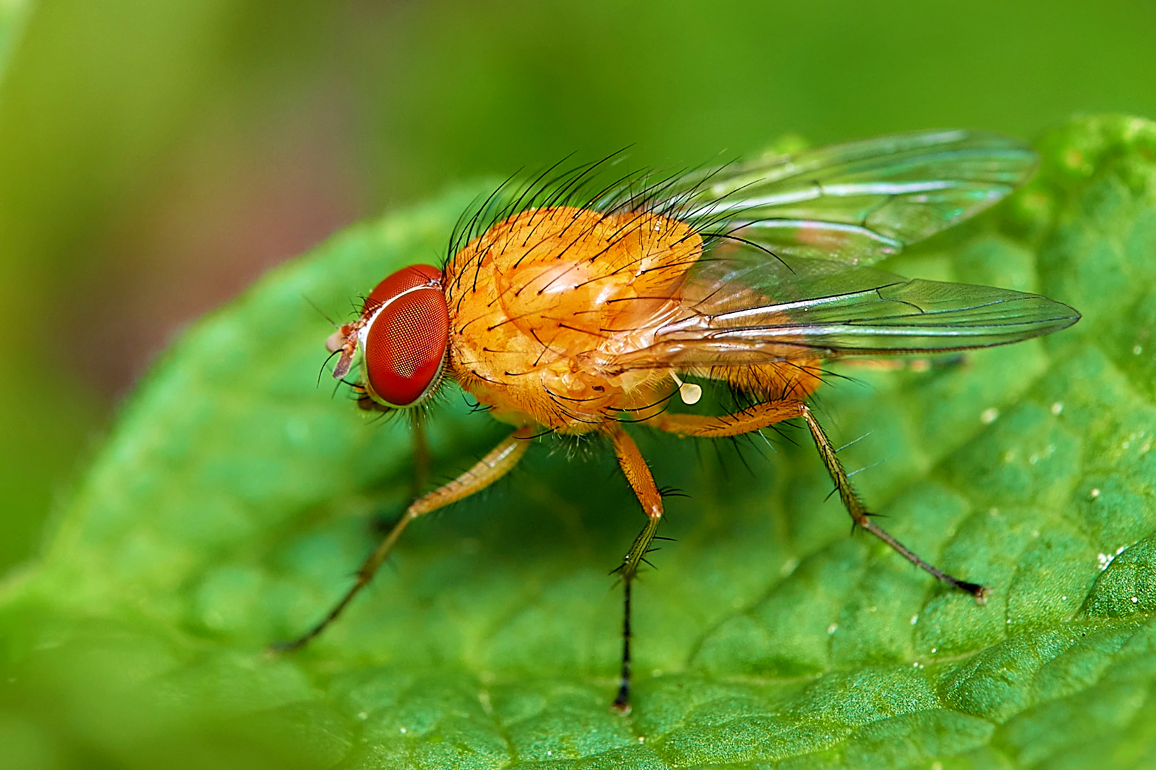 rote Augen