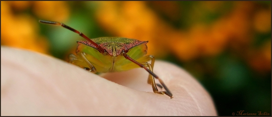 Rote Augen...