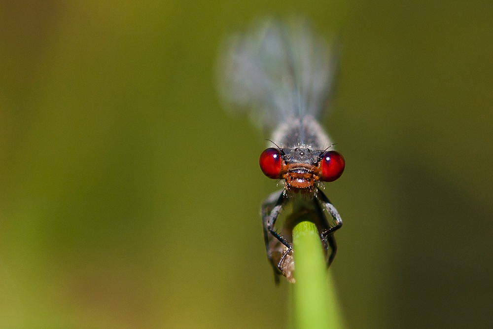 Rote Augen ...