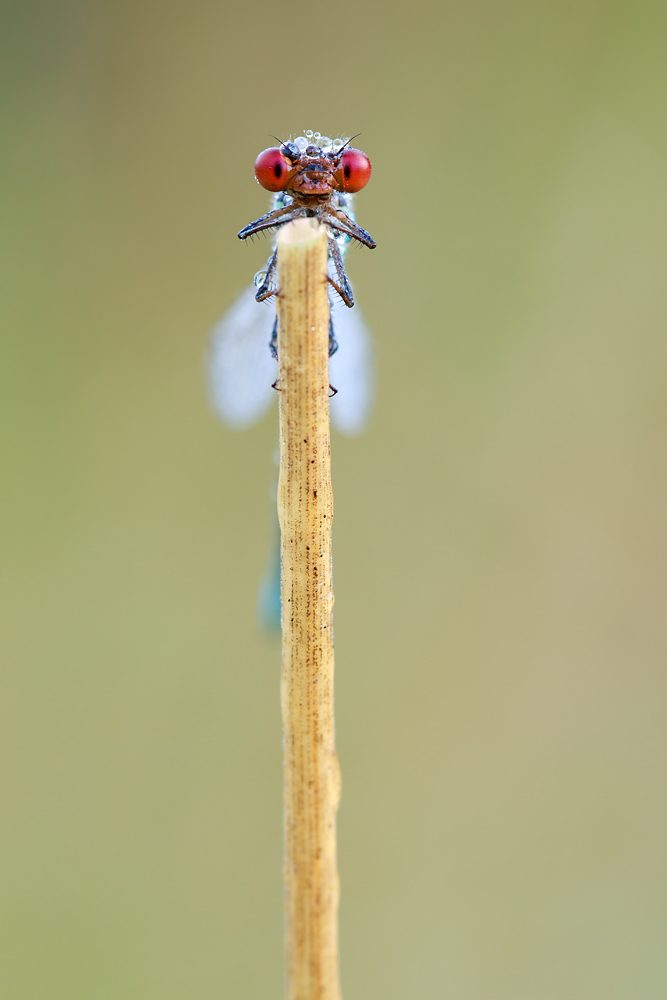 Rote Augen