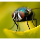 Rote-Augen-Korrektur sinnlos