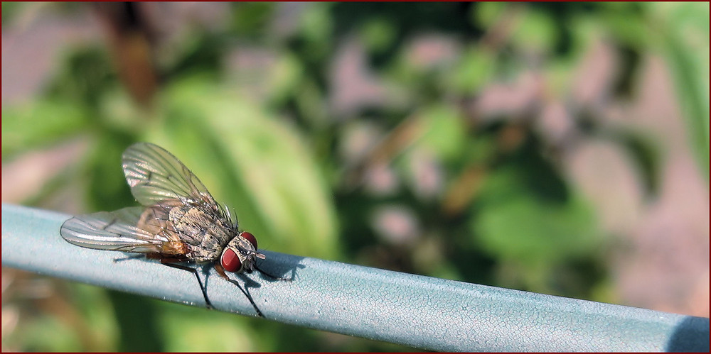 Rote Augen ... schlecht geschlafen ;)