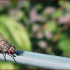 Rote Augen ... schlecht geschlafen ;)