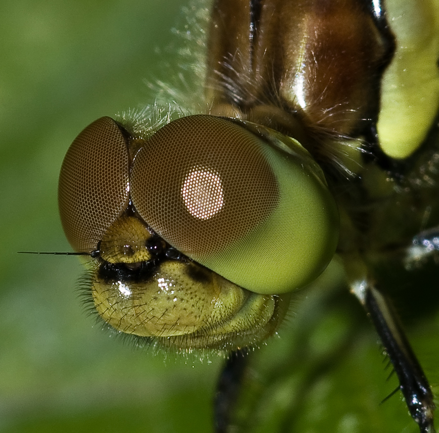 Rote Augen sind korrigiert!