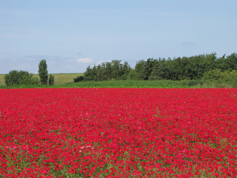 ....rote Augenweide...