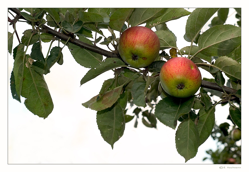 rote Bäckchen..;o)