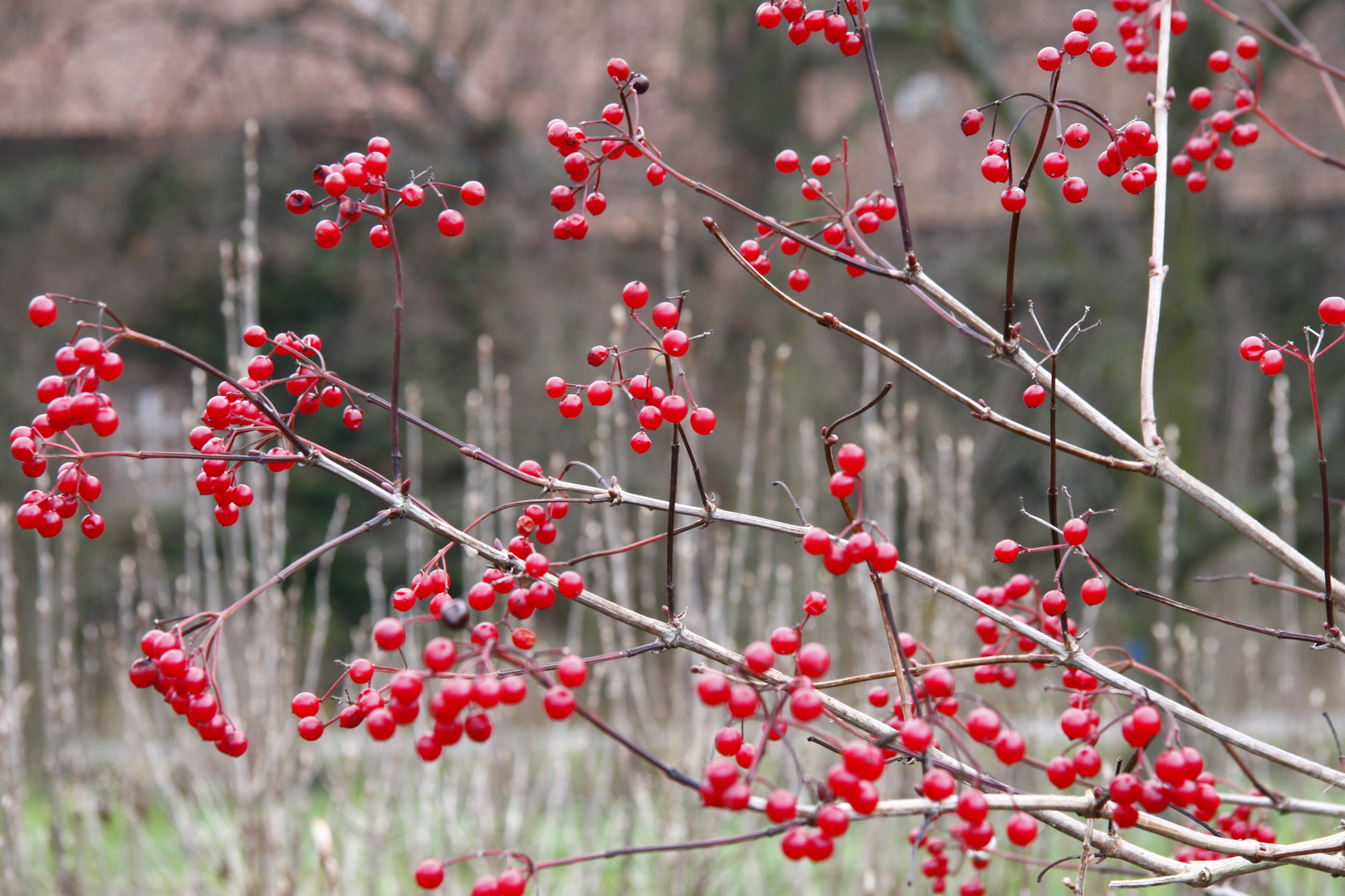 Rote Bällchen