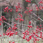 Rote Bällchen