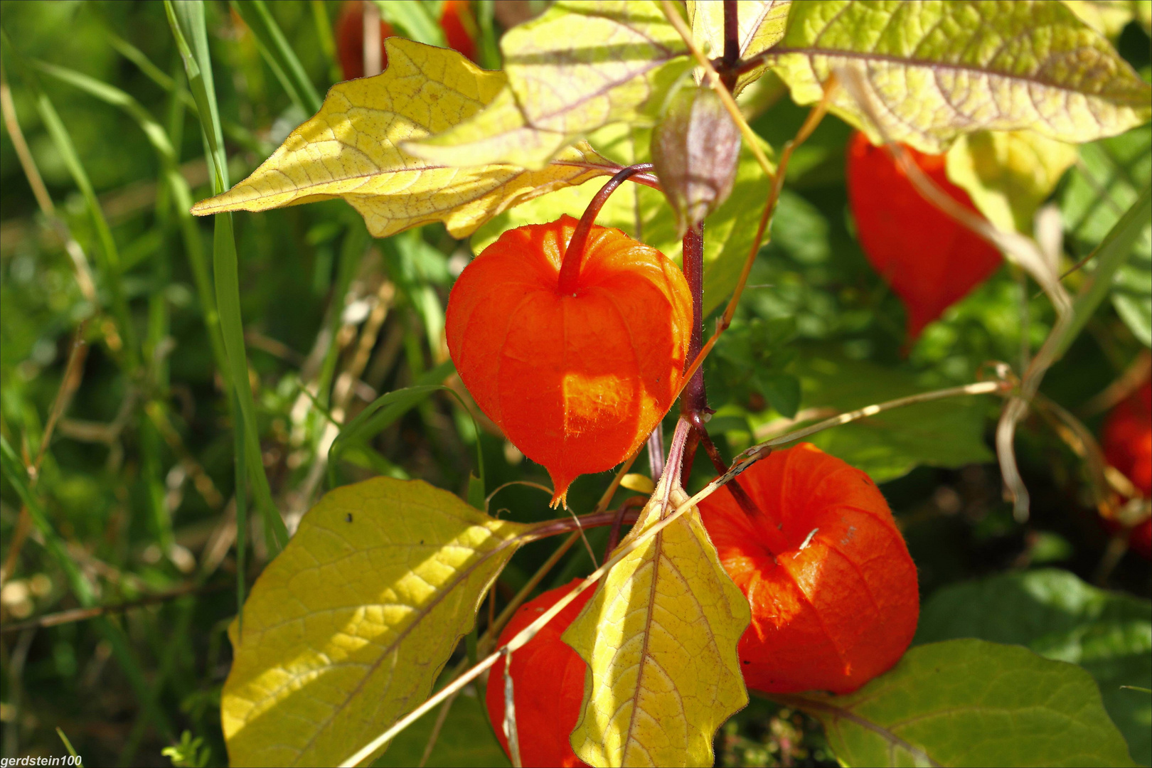 Rote Ballons