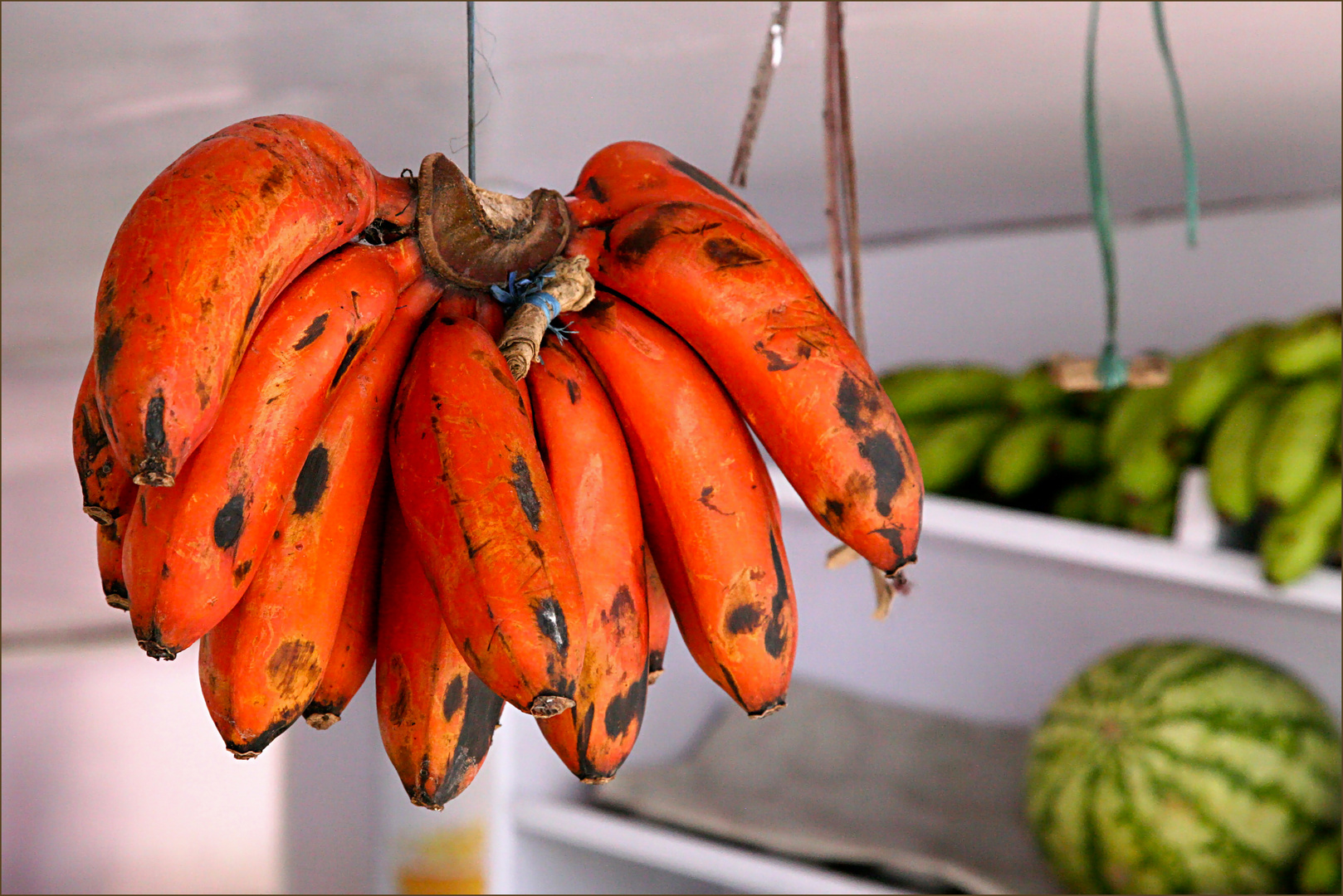 rote Bananen Foto & Bild natur, pflanzen, reise Bilder auf
