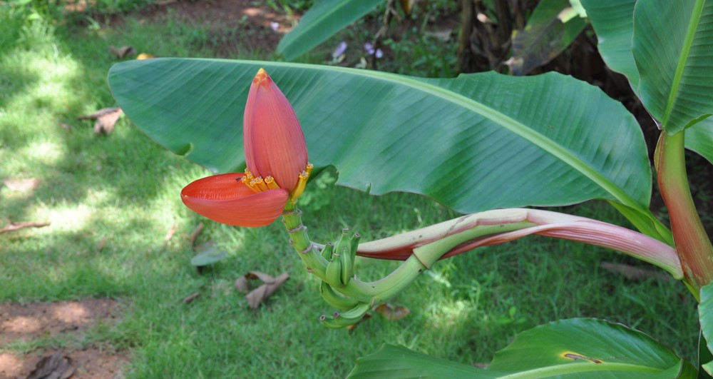 Rote Bananenblüte