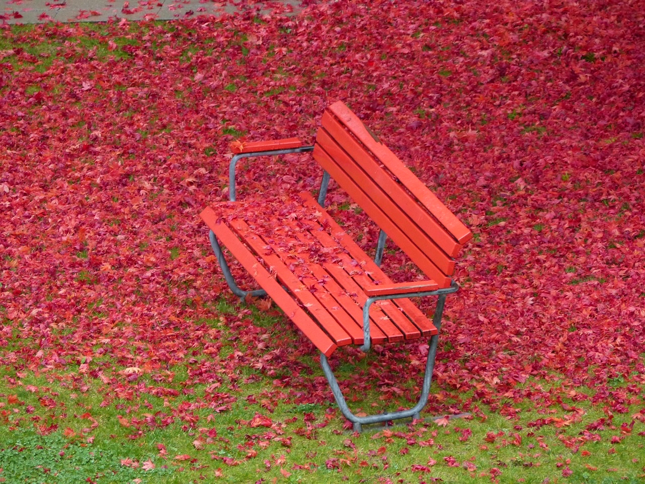 Rote Bank in mitten von rotem Herbsltaub