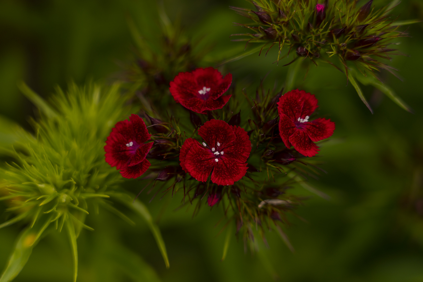 Rote Bauernnelke