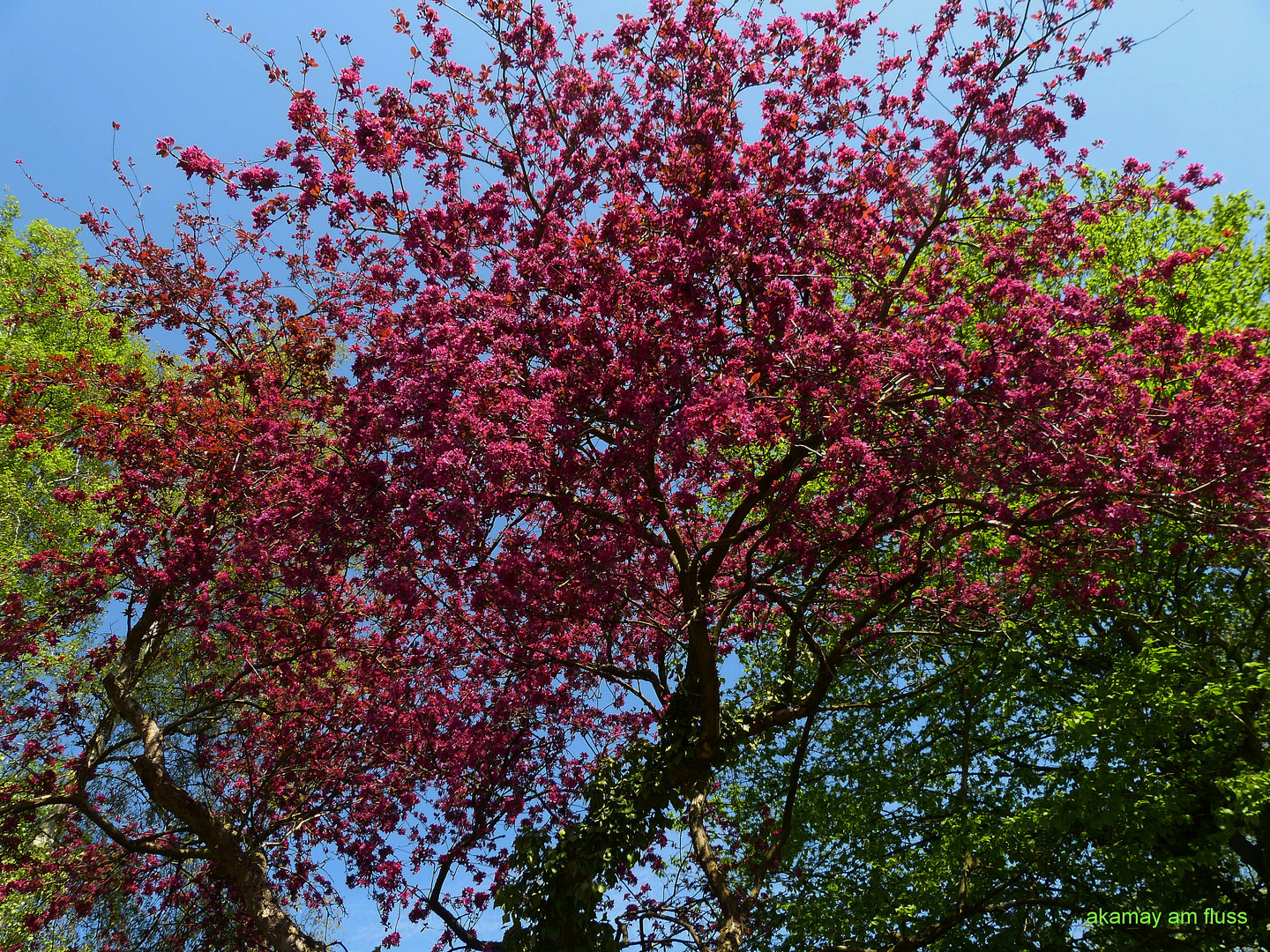 Rote Baumblüten - Frühjahr in Polle