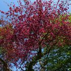 Rote Baumblüten - Frühjahr in Polle