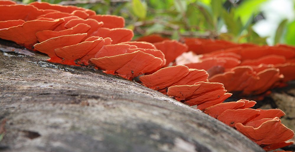 rote Baumpilze Foto & Bild landschaft, wald, natur Bilder auf