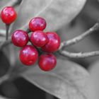 rote Beere - Colorkey