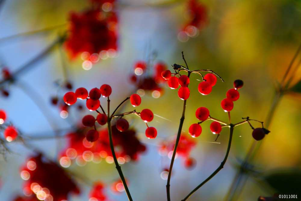 Rote Beere im Herbst