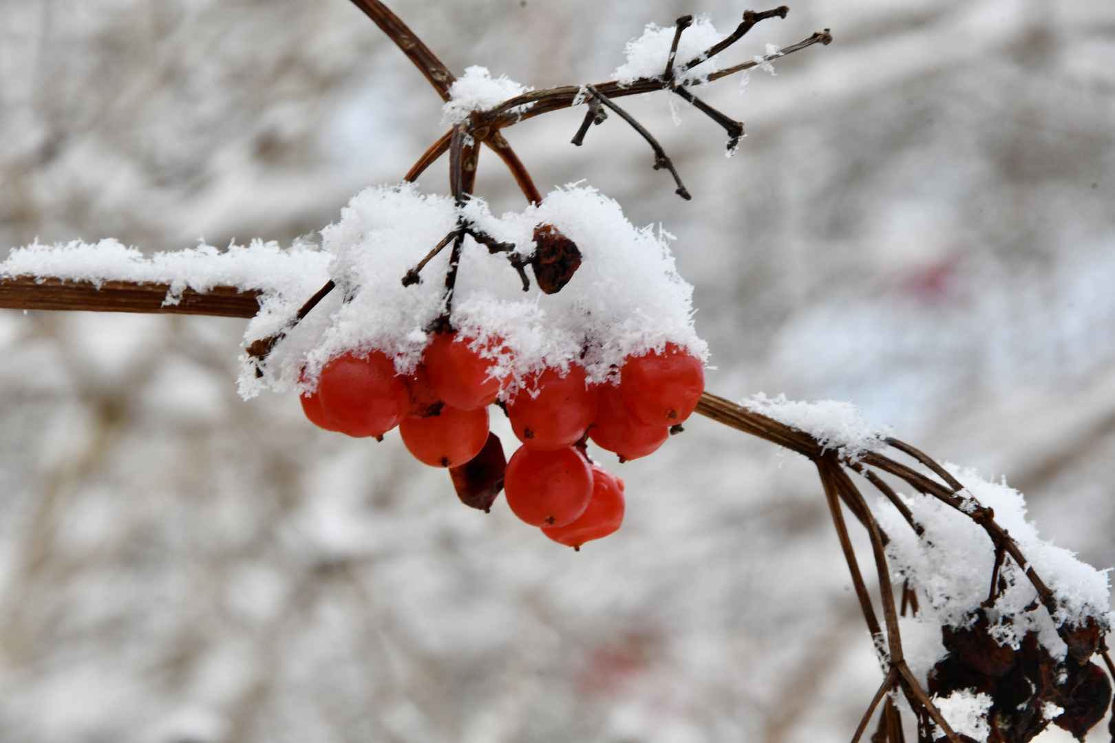 Rote Beeren Foto &amp; Bild | fotos, winter, natur Bilder auf fotocommunity