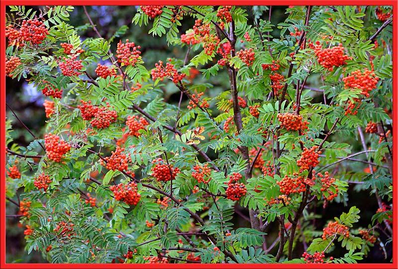 rote Beeren