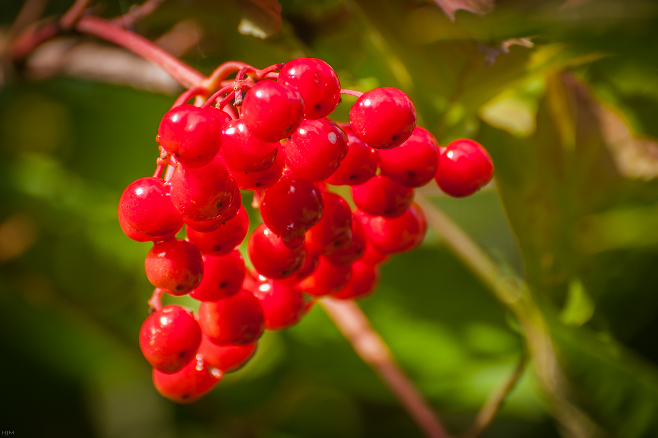 Rote Beeren