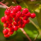 Rote Beeren