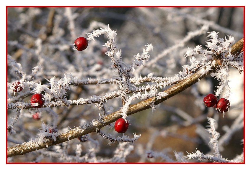 Rote Beeren