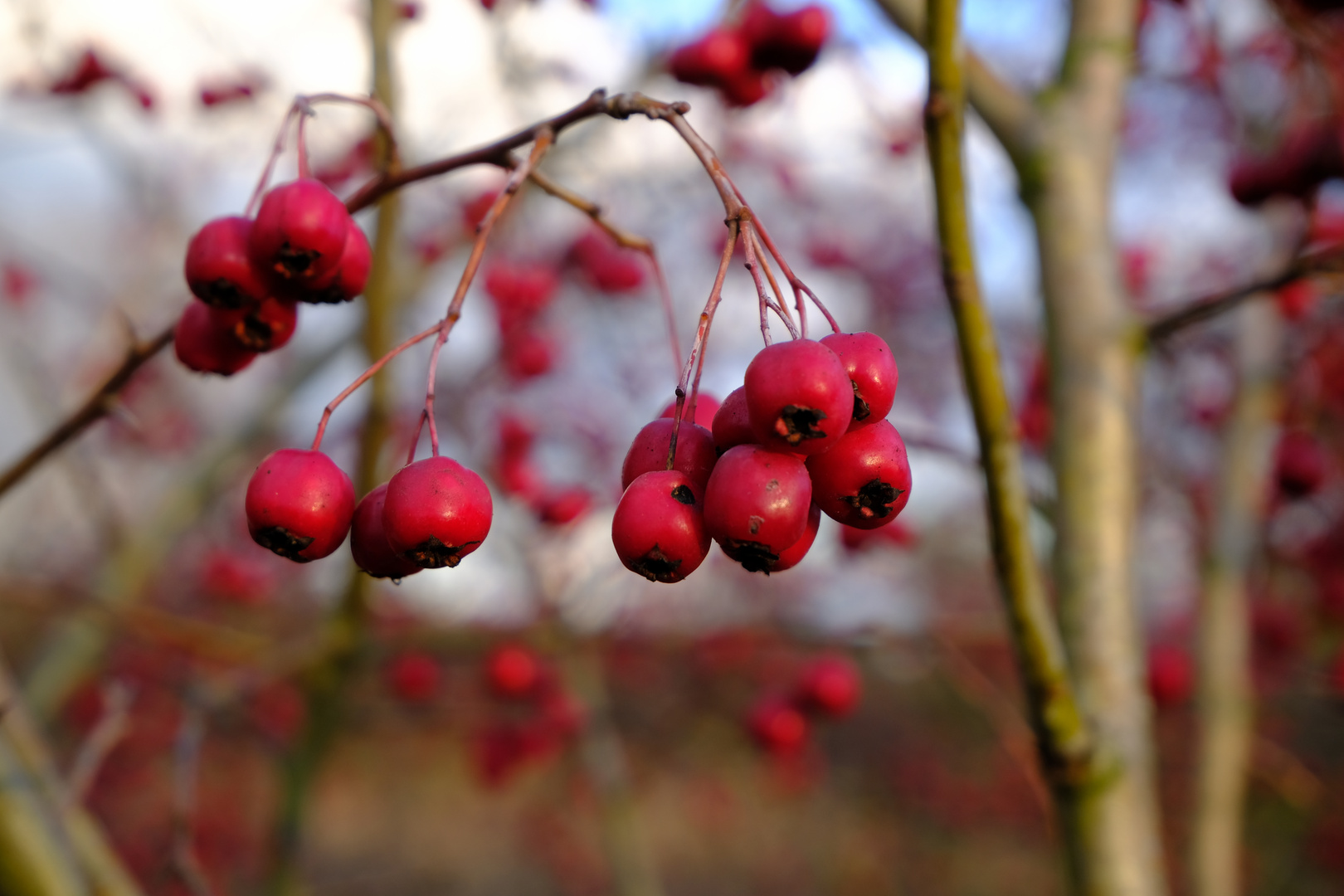 rote Beeren