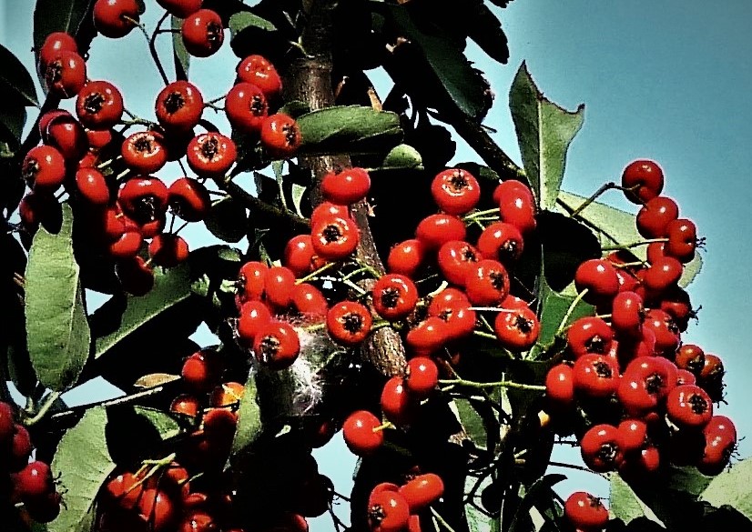 Rote Beeren Foto &amp; Bild | pflanzen, pilze &amp; flechten, früchte und ...